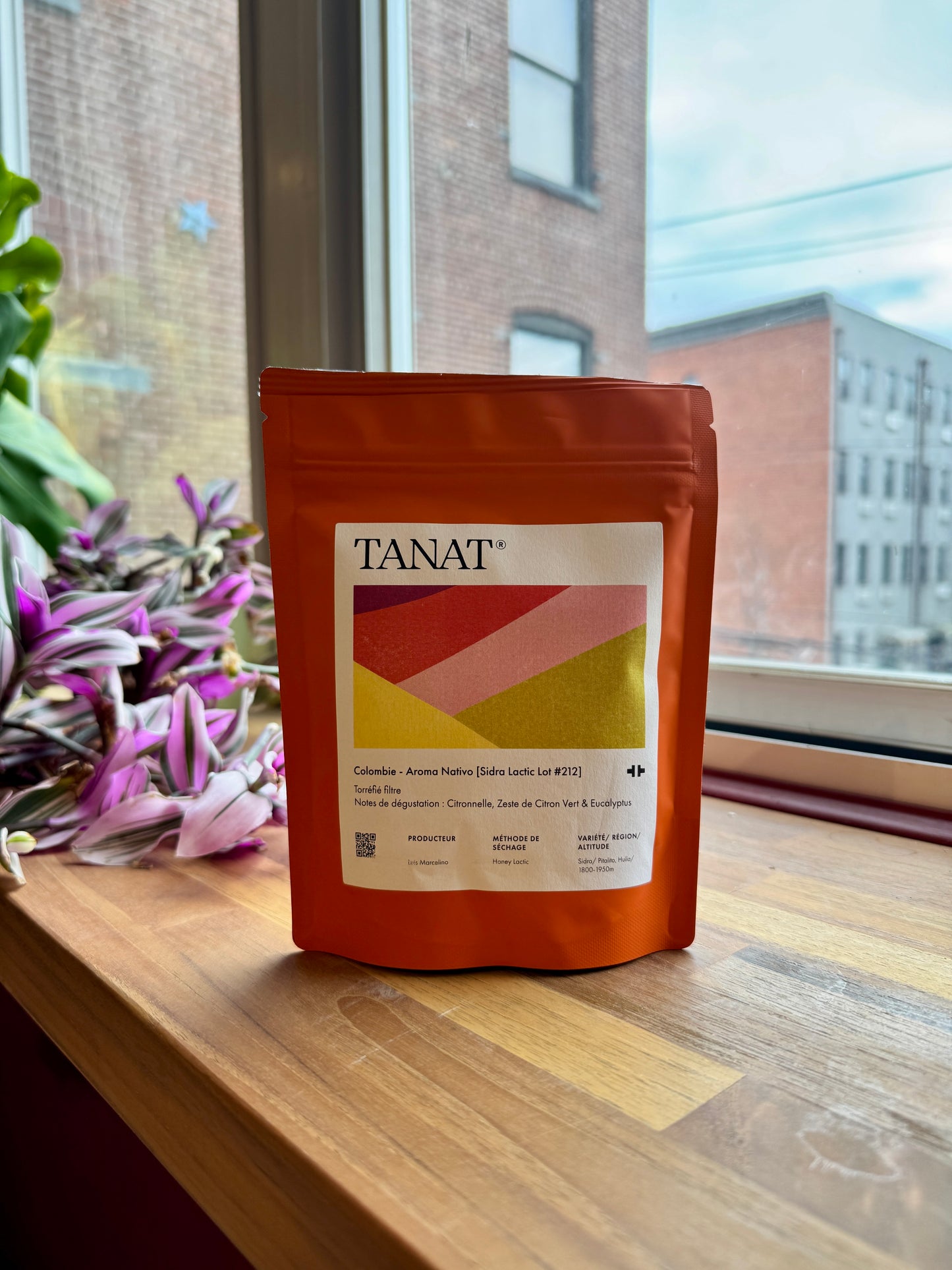 AROMA NATIVO – SIDRA LACTIC LOT #212 - SIDRA, HONEY LACTIC - COLOMBIA