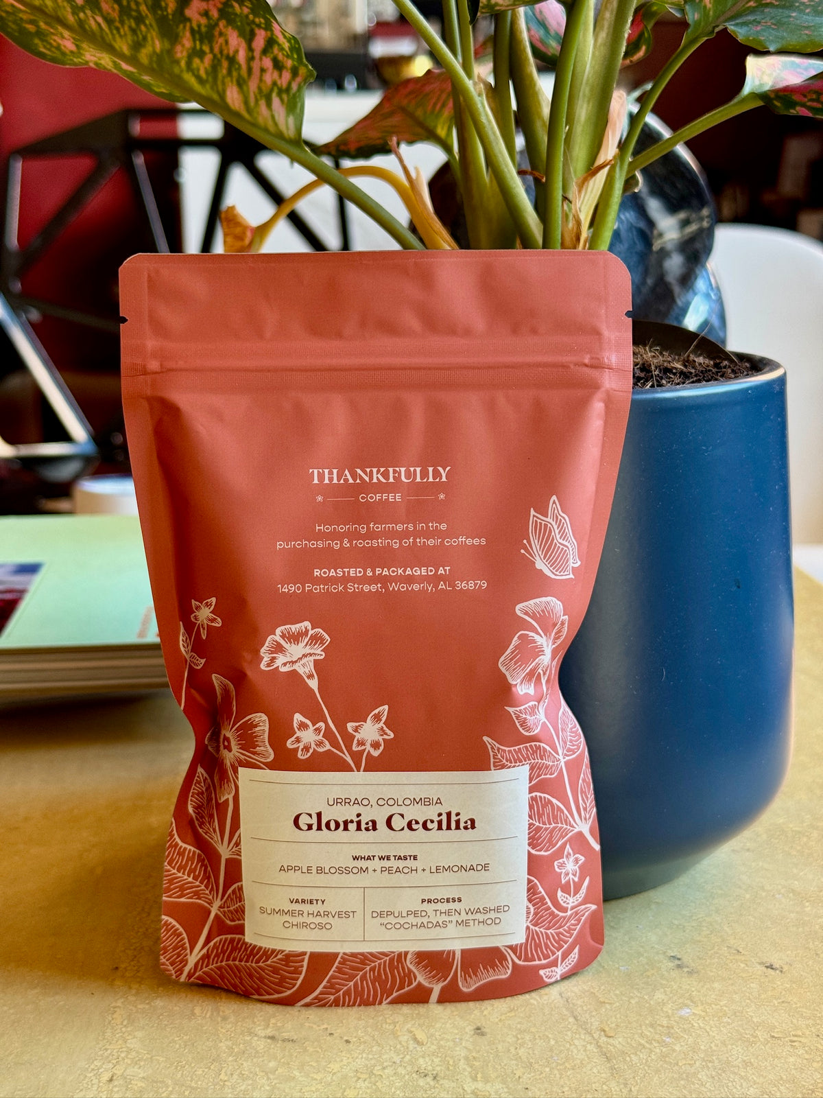GLORIA CECILIA SUMMER HARVEST - CHIROSO, WASHED - COLOMBIA