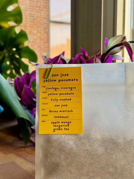 SAN JOSE YELLOW PACAMARA - YELLOW PACAMARA, FULLY WASHED - NICARAGUA