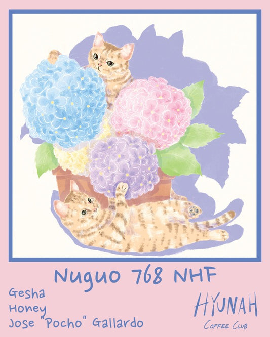 HYDRANGEA x HYUNAH - NUGUO 768 NHF - GESHA, HONEY - PANAMA