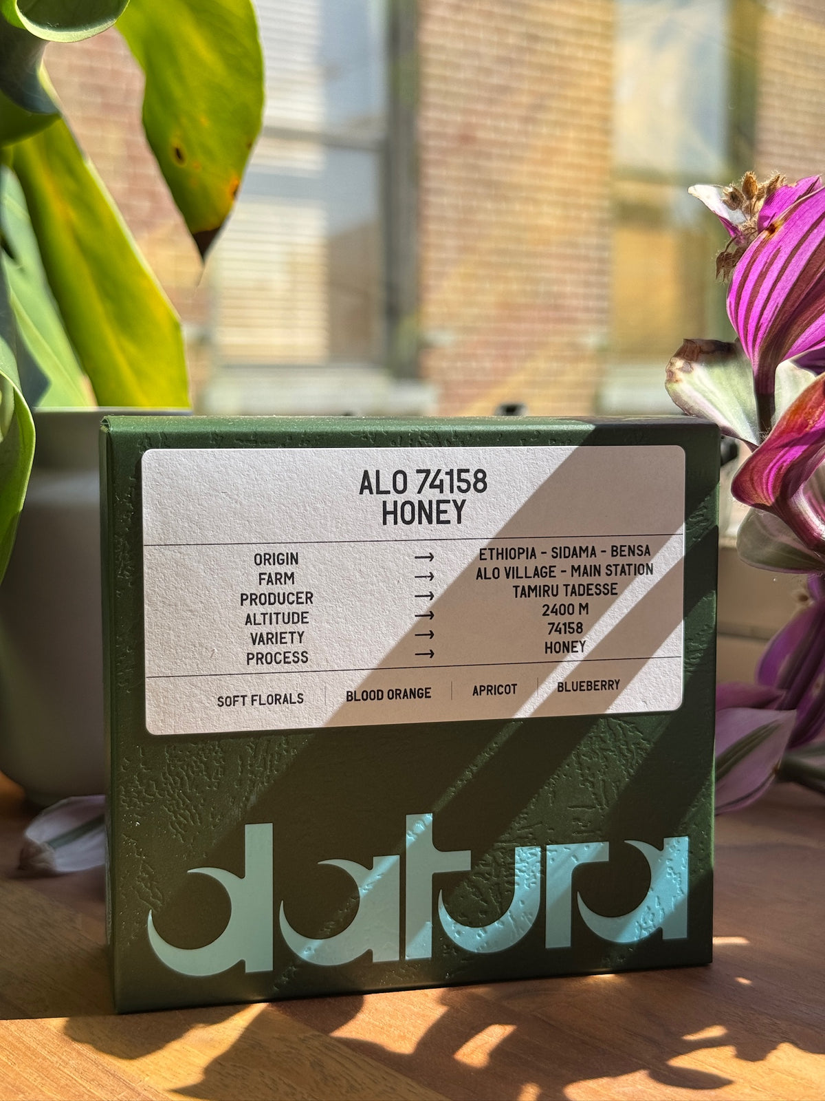 39-Datura-Alo-74158-Honey_3