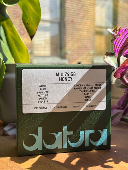 39-Datura-Alo-74158-Honey_3