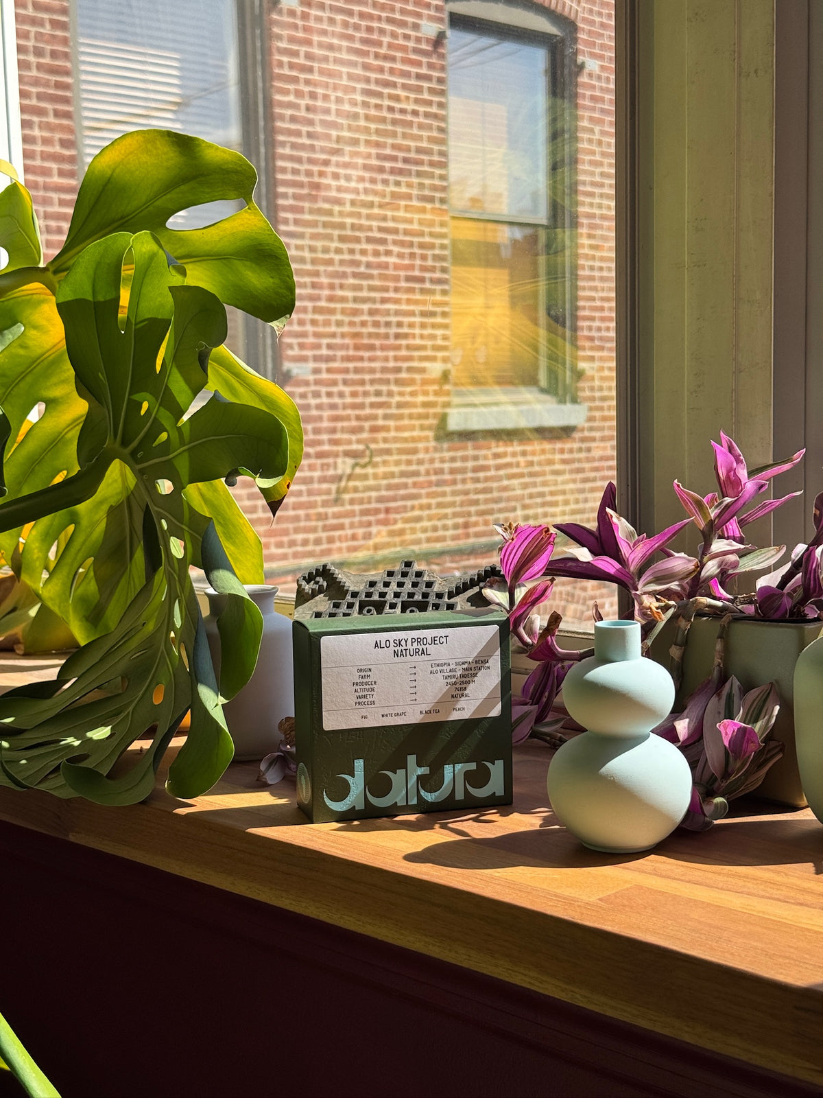 39-Datura-AloSkyProject-74158-Natural_1