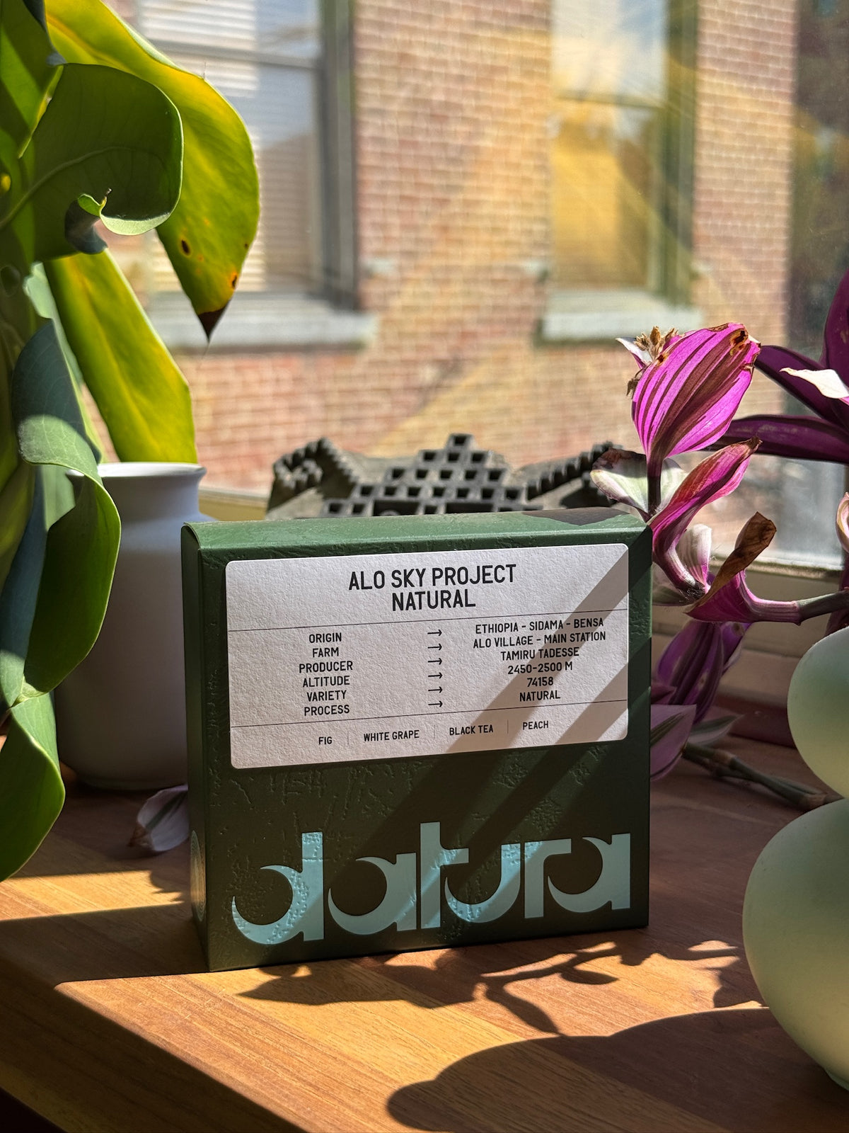 39-Datura-AloSkyProject-74158-Natural_2