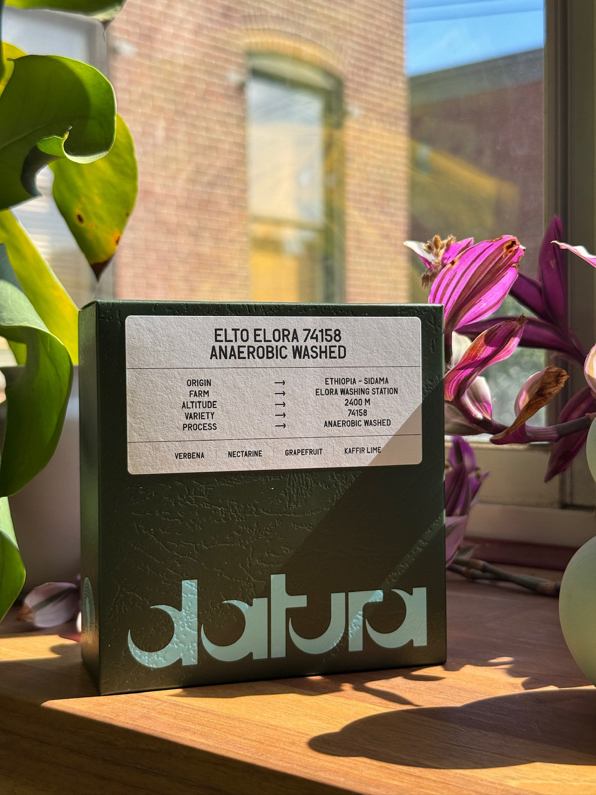 39-Datura-EltoElora-74158-AnaerobicWashed_3
