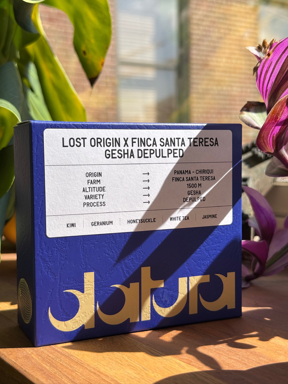 39-Datura-LostOriginXFincaSantaTeresa-Gesha-Depulped_7