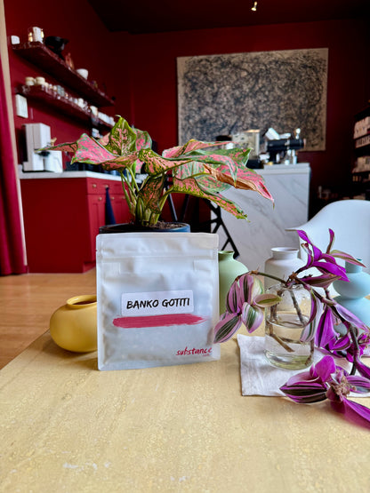 BANKO GOTITI LOT 2 - HEIRLOOM, WASHED - ETHIOPIA