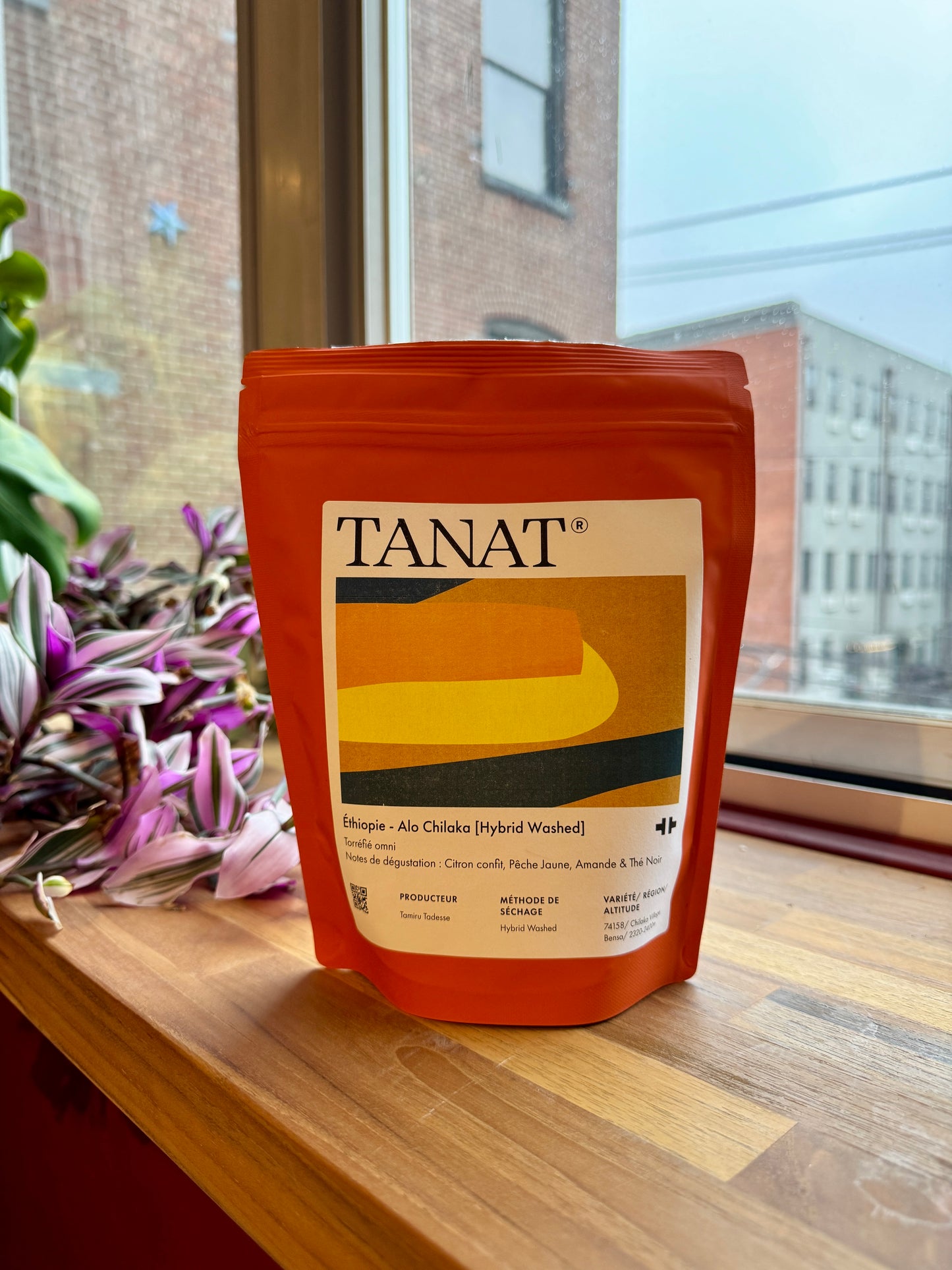 ALO CHILAKA - JARC 74158, HYBRID WASH - ETHIOPIA