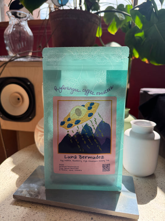 HYDRANGEA - LUNA BERMUDEZ