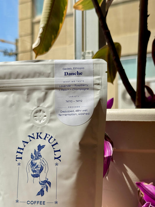 DANCHE - KURUME & DEGA, WASHED - ETHIOPIA