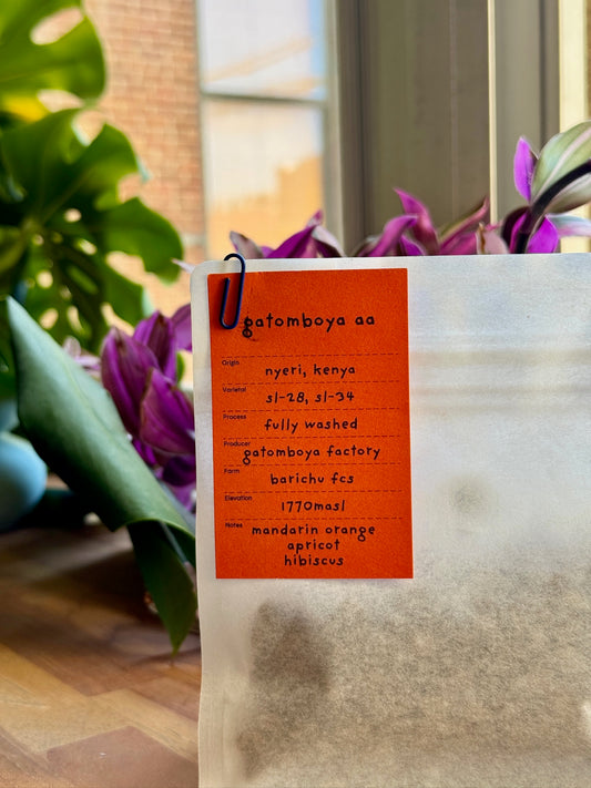 GATOMBOYA AA - SL28 & SL34, FULLY WASHED - KENYA