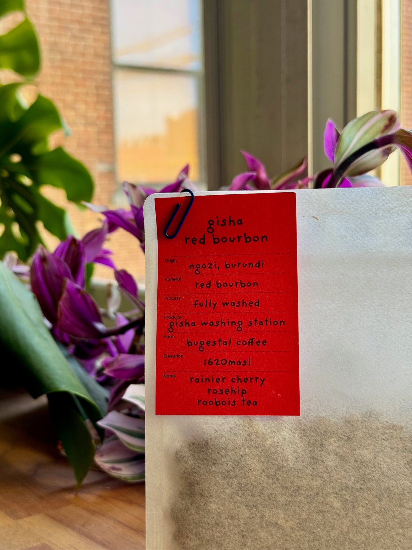 GISHA RED BOURBON - RED BOURBON, FULLY WASHED - BURUNDI