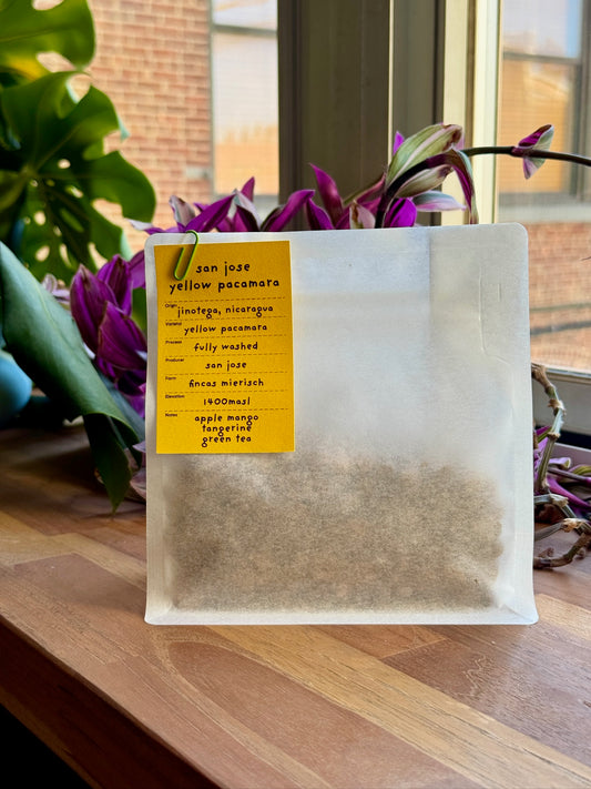 SAN JOSE YELLOW PACAMARA - YELLOW PACAMARA, FULLY WASHED - NICARAGUA